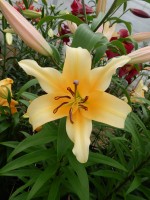 [4141 Avocado No02.JPG]